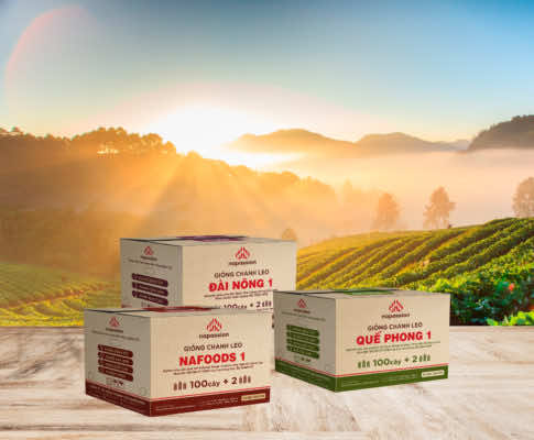 Hình ảnh thiết kế 3 thùng giống chanh leo Nafoods sản xuất hiện tại